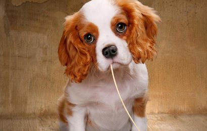 Tải + Download hình nền động vật chó Cavalier King Charles Spaniel 4k