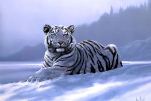 Tải + Download hình nền Bạch Hổ - White Tiger 4k Ultra full hd