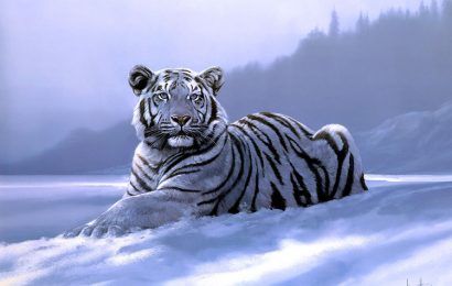 Tải + Download hình nền Bạch Hổ – White Tiger 4k Ultra full hd
