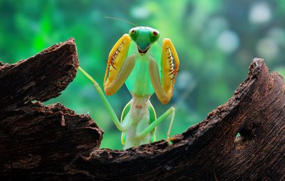 Tải + Download hình nền động vật Bọ Ngựa – Praying Mantis 4k Ultra