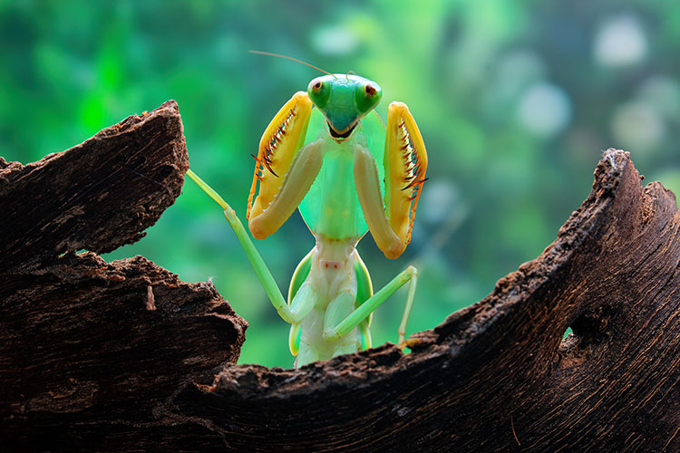 Tải + Download hình nền động vật Bọ Ngựa – Praying Mantis 4k Ultra
