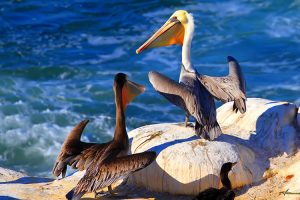 Tải + Download hình nền động vật Bồ Nông – Pelican 4k Ultra