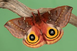 Tải + Download hình nền động vật Bướm Đêm - Moth 4k Ultra full hd