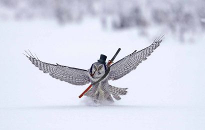 Tải + Download hình nền Cú Tuyết – Snowy Owl 4k Ultra full hd