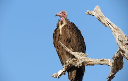 Tải + Download hình nền động vật Kền kền – Vulture 4k Ultra full hd