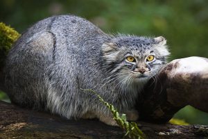 Tải + Download hình nền động vật Mèo manul - Pallas's Cat
