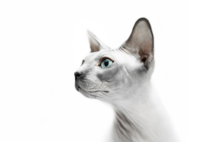 Tải + Download hình nền Mèo Sphinx – Sphynx Cat 4k Ultra full hd