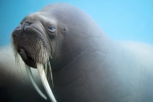 Tải + Download hình nền động vật Moóc (Hải Mã) - Walrus 4k Ultra full hd