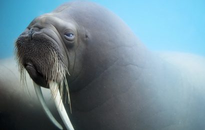 Tải + Download hình nền động vật Moóc (Hải Mã) – Walrus 4k Ultra full hd