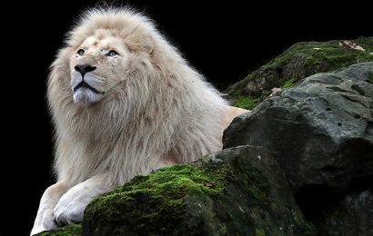 Tải + Download hình nền Sư Tử Trắng – White Lion 4k Ultra full hd
