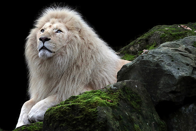 Sư Tử Trắng Hình ảnh Sẵn có - Tải xuống Hình ảnh Ngay bây giờ - Sư tử, Màu  trắng, Sư Tử Trắng - iStock