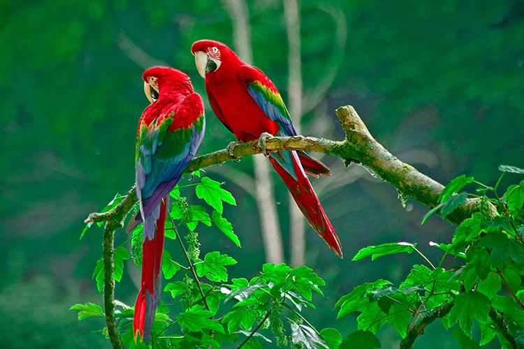 Tải + Download hình nền Vẹt Macaw 4k Ultra full hd