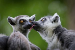 Tải + Download hình nền Vượn cáo - Lemur 4k Ultra full hd