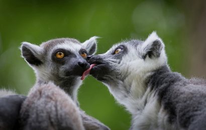 Tải + Download hình nền Vượn cáo – Lemur 4k Ultra full hd