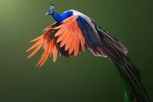 Tải + Download hình nền con chim Công - Peacock 4k Ultra full hd