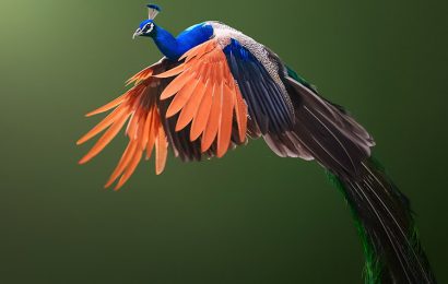 Tải + Download hình nền con chim Công – Peacock 4k Ultra full hd