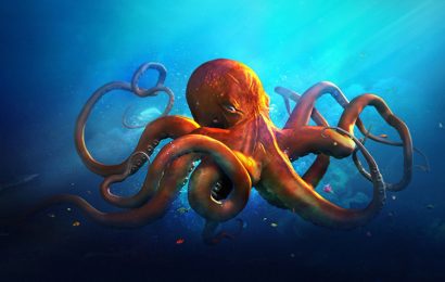 Tải + Download hình nền con Bạch Tuộc – Octopus 4k Ultra full hd