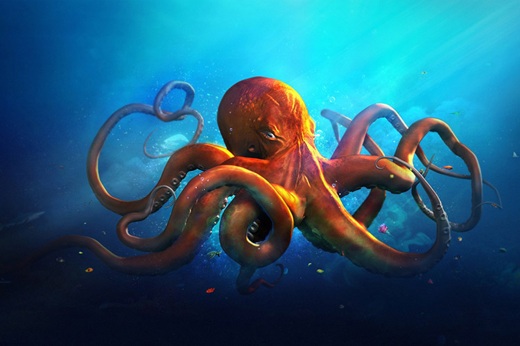 Tải + Download hình nền con Bạch Tuộc – Octopus 4k Ultra full hd