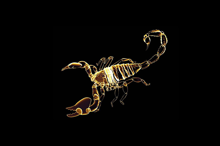 Scorpion Vector Realistic Abstract Modern Scorpion: Vector có sẵn (miễn phí  bản quyền) 2312126877 | Shutterstock