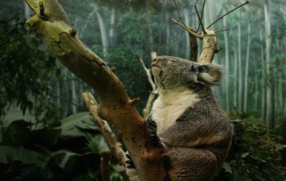 Tải + Download hình Gấu Túi – Koala 4k Ultra full hd