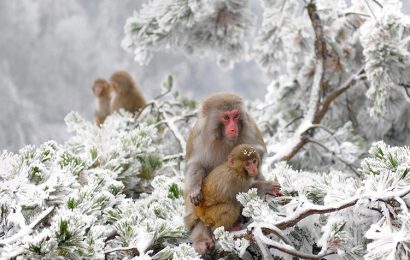 Tải + Download hình nền Khỉ Nhật Bản – Japanese Macaque 4k Ultra full hd