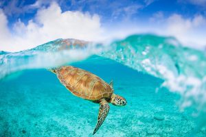 Tải + Download hình nền con rùa biển - Sea Turtle 4k Ultra full hd