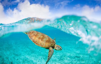 Tải + Download hình nền con rùa biển – Sea Turtle 4k Ultra full hd
