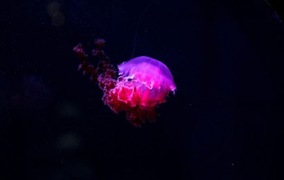 Tải + Download hình nền con Sứa – Jellyfish 4k Ultra full hd