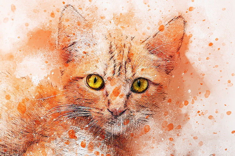 Hình nền Animal điện thoại Google Pixel XL – 2 – C – Nexus Player Hình nền Animal điện thoại Google Pixel XL – 2 – C – Nexus Player