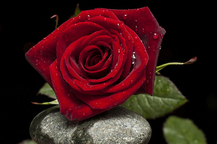 Hình nền Nature điện thoại Vivo V23e – V23 5G – V21 5G – V20