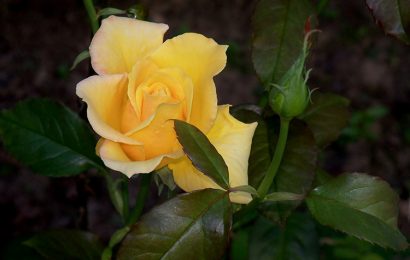 Tải + Download top 100 hình ảnh và nền hoa hồng vàng (yellow rose) Wallpapers