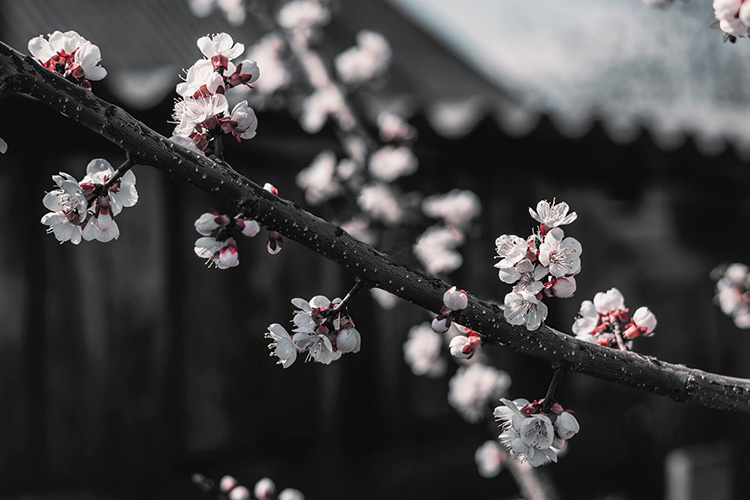 Tải + Download top 100 hình ảnh và nền hoa anh đào – Cherry Blossom Wallpapers